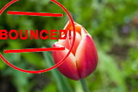 orange pink tulip reject