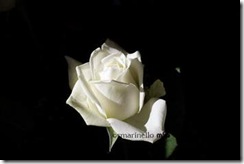 white rose on a dark background