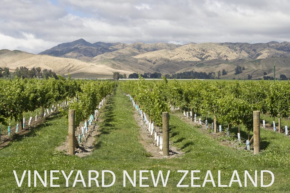 Is this a Vineyard in New Zealand